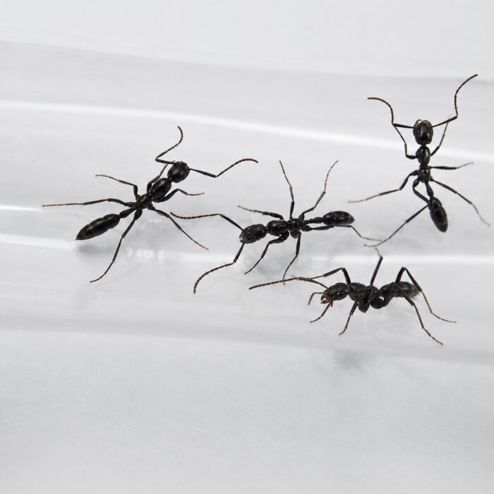 Leptogenys diminuta robotnica — smukła ponerine z długimi nogami mrówka łowca pantropikalna, żywa kolonia w ANTonTOP