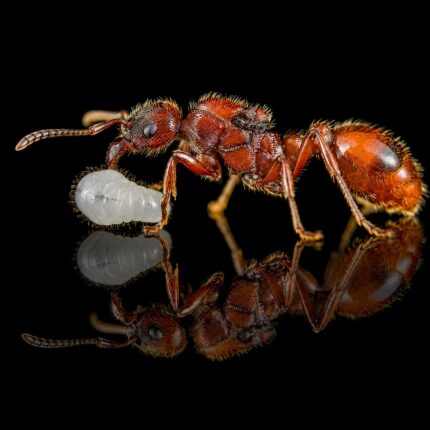 Manica rubida worker — reddish-brown body 5-7 mm alpine ant from the alpine Holarctic, live colony at ANTonTOP