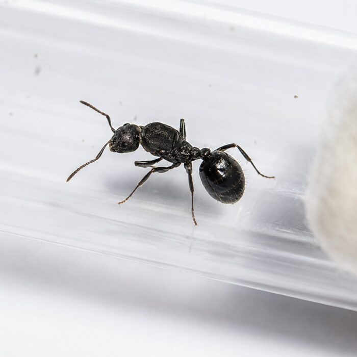 messoraciculatusMessoraciculatus1 Messor aciculatus major worker — reddishbrown East Asian harvester ant from East Asia, live colony at ANTonTOP