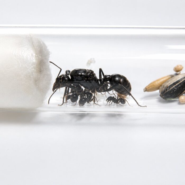 Messor arenarius  obrazek 4