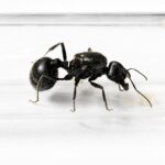 Messor arenarius - obrazek 3
