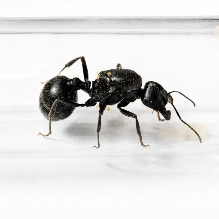 Messor arenarius  obrazek 3