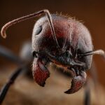 Messor barbarus major worker — jet-black with reddish bicolour majors European harvester ant from the Mediterranean, live colony at ANTonTOP