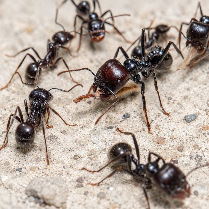 Messor barbarus obreras en formicario — 414 mm hormiga cosechadora europea para criadores, sendas organizadas de recolección de semillas