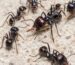 Messor barbarus — live ant colony for sale at ANTonTOP