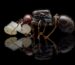 Messor barbarus queen with brood — founding colony — ANTonTOP