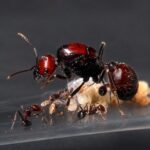 Messor cephalotes - obrazek 4