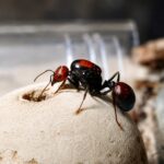 Messor cephalotes - obrazek 3