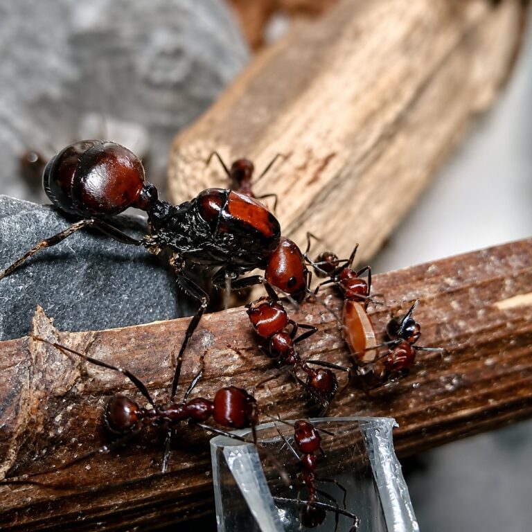 Messor cephalotes reina con cría — colonia fundadora de hormiga cosechadora gigante africana de África oriental, hormigas vivas en venta