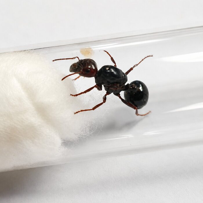Messor galla major worker — large mandibles for cracking grains harvester ant from Mediterranean and arid Eurasia, live colony at ANTonTOP