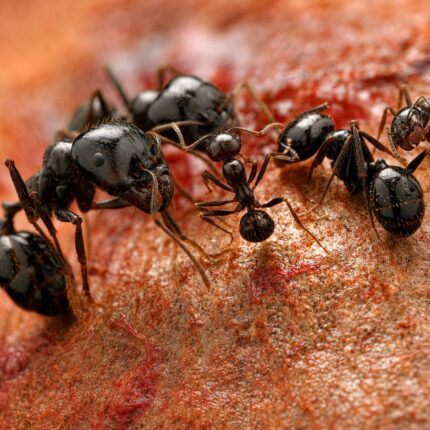 Messor ponticus major worker — large mandibles for cracking grains harvester ant from Mediterranean and arid Eurasia, live colony at ANTonTOP