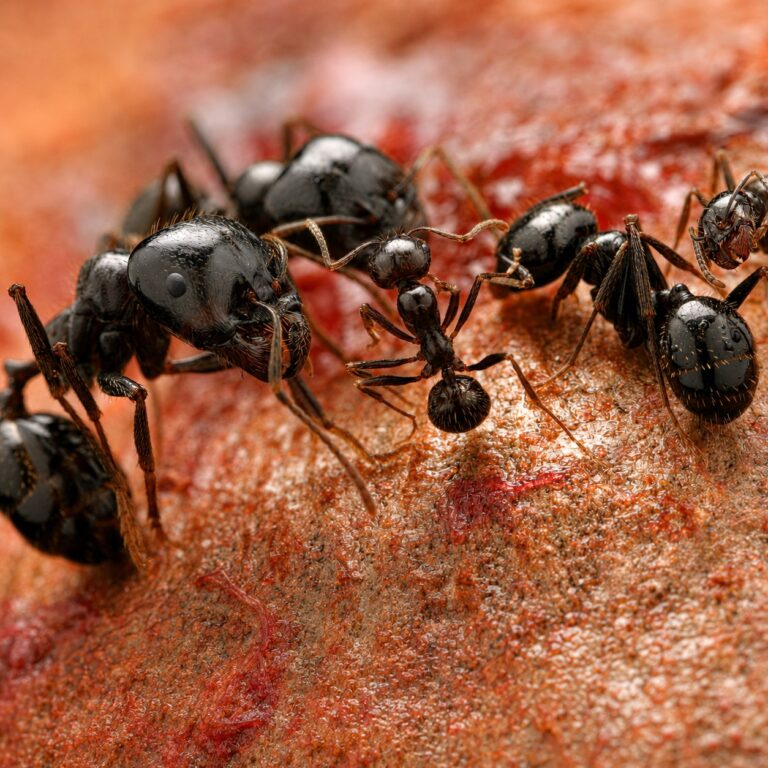 Messor ponticus major worker — large mandibles for cracking grains harvester ant from Mediterranean and arid Eurasia, live colony at ANTonTOP