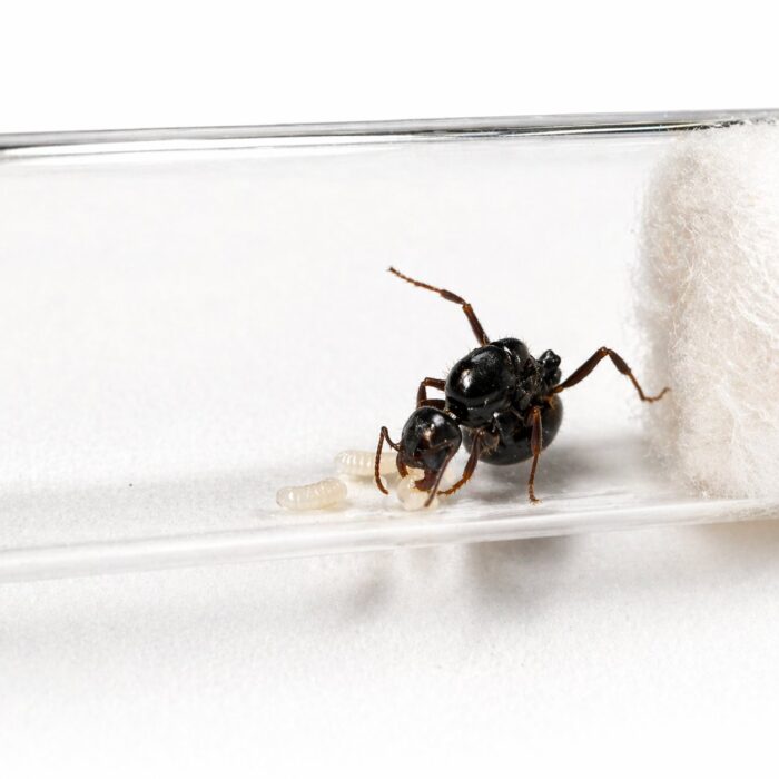 messorsemirufusMessorsemirufus1 Messor semirufus major worker — large mandibles for cracking grains harvester ant from Mediterranean and arid Eurasia, live colony at ANTonTOP