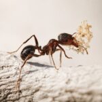Messor wasmanni - obrazek 2