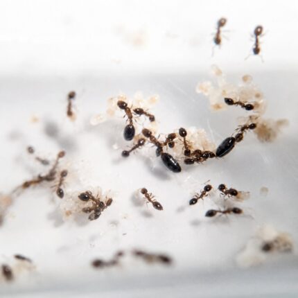 Monomorium bicolor worker — under 2 mm with smooth shiny body minute ant native to pantropical, live colony at ANTonTOP