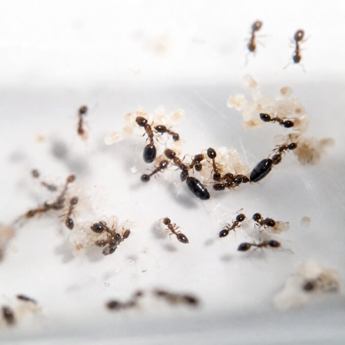 monomoriumbicolorMonomoriumbicolor1 Monomorium bicolor robotnica — poniżej 2 mm, gładkie błyszczące ciało mrówka karłowata pantropikalna i kosmopolityczna, żywa kolonia w ANTonTOP