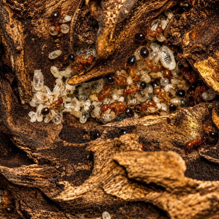 monomoriumchilenseMonomoriumchilensis3 Monomorium chilense robotnica — poniżej 2 mm, gładkie błyszczące ciało mrówka karłowata pantropikalna i kosmopolityczna, żywa kolonia w ANTonTOP