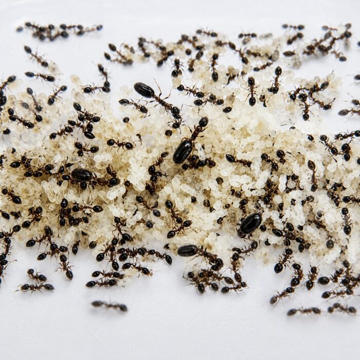 Monomorium floricola worker — under 2 mm with smooth shiny body minute ant native to pantropical, live colony at ANTonTOP