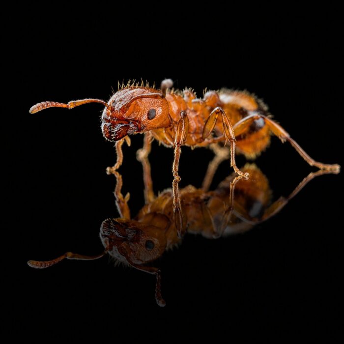 Monomorium latastei robotnica — poniżej 2 mm, gładkie błyszczące ciało mrówka karłowata pantropikalna i kosmopolityczna, żywa kolonia w ANTonTOP