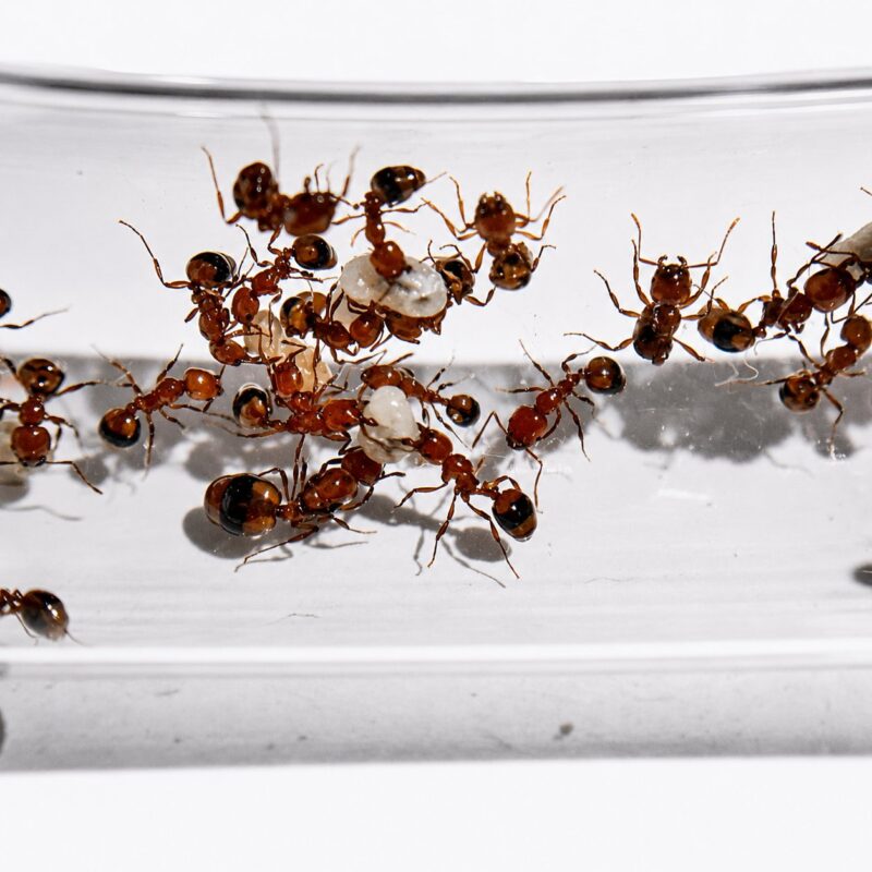 Monomorium latastei reina con cría — colonia fundadora de hormiga diminuta pantropical y cosmopolita, hormigas vivas en venta