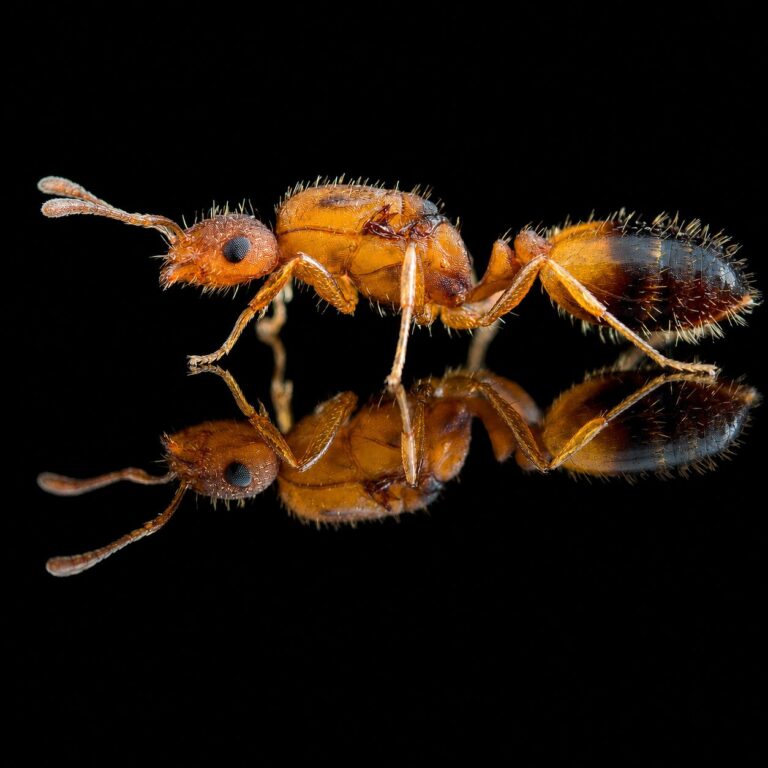 Monomorium pharaonis reina con cría — colonia fundadora de hormiga diminuta pantropical y cosmopolita, hormigas vivas en venta