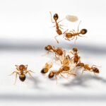 Monomorium pharaonis - obrazek 3