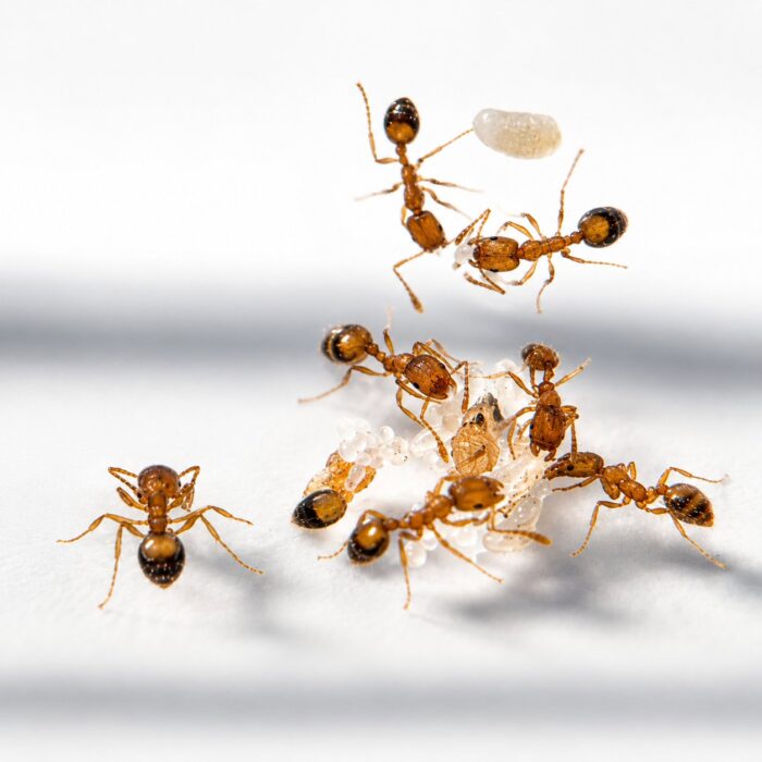 Monomorium pharaonis  obrazek 3