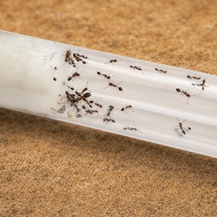 Monomorium subopacum robotnica — poniżej 2 mm, gładkie błyszczące ciało mrówka karłowata pantropikalna i kosmopolityczna, żywa kolonia w ANTonTOP