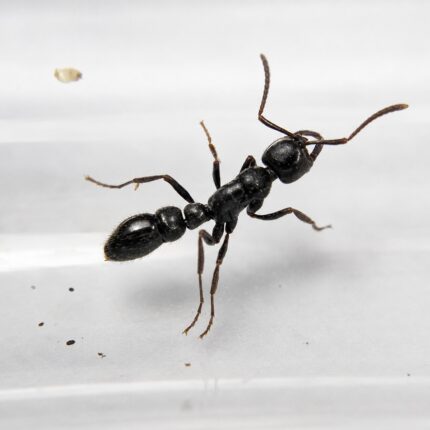 Myopias sonthichaiae worker — compact ponerine body specialist ponerine from Southeast Asia, live colony at ANTonTOP