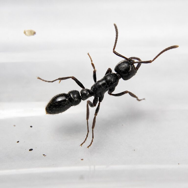 Myopias sonthichaiae worker — compact ponerine body specialist ponerine from Southeast Asia, live colony at ANTonTOP