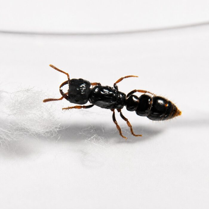 Myopopone castanea robotnica — pomarańczowobrązowa ponerine pierwotna ponerine z Madagaskaru i Australazji, żywa kolonia w ANTonTOP