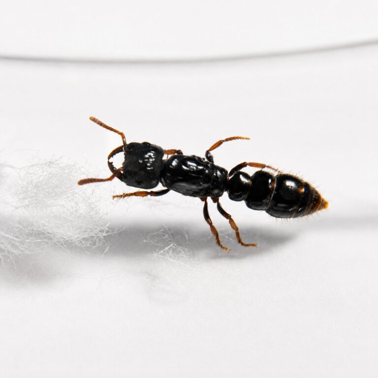 Myopopone castanea worker — orange-brown ponerine body primitive ponerine from Madagascar and Australasia, live colony at ANTonTOP