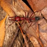 Myrmecia brevinoda robotnica — czerwono-czarna dwubarwna olbrzymia mrówka buldog ze wschodniej Australii, żywa kolonia w ANTonTOP