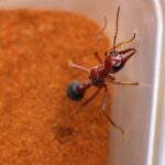 Myrmecia brevinoda - obrazek 6