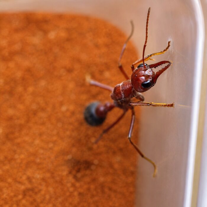 Myrmecia brevinoda  obrazek 6