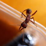 Myrmecia brevinoda - obrazek 5