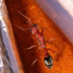 Myrmecia brevinoda - obrazek 4