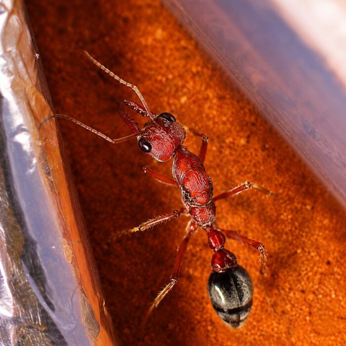 Myrmecia brevinoda  obrazek 4