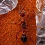 Myrmecia brevinoda - obrazek 3