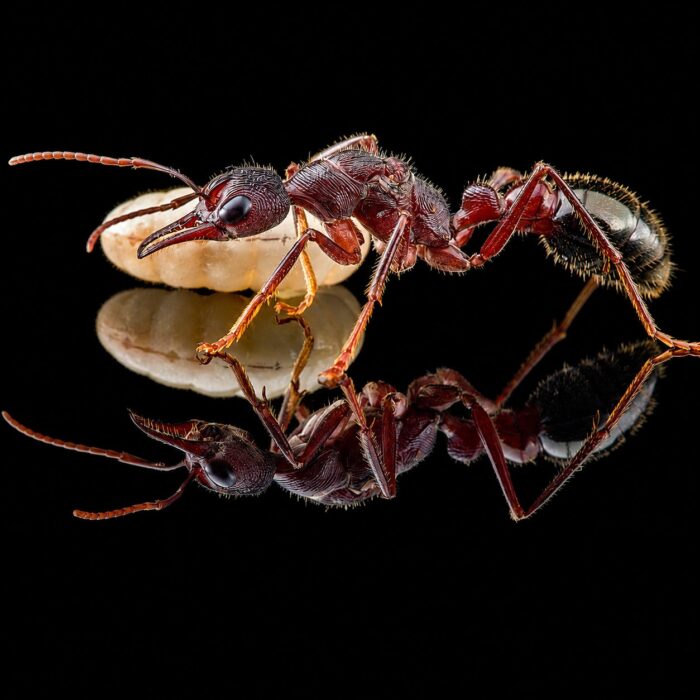 Myrmecia forficata worker — long jagged mandibles and prominent compound eyes bulldog ant from Australia, live colony at ANTonTOP