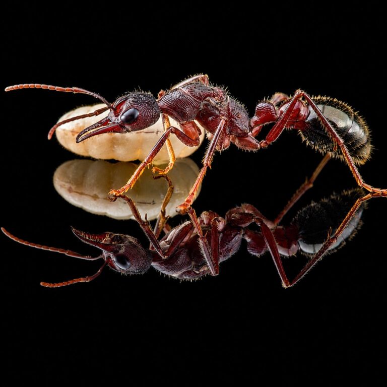 Myrmecia forficata robotnica — długie ząbkowane żuchwy i wyraźne oczy złożone mrówka buldog z Australii, żywa kolonia w ANTonTOP