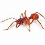 Myrmecia nigriscapa obreras en formicario — hormiga bulldog para criadores, cazadoras solitarias agresivas, doloroso aguijón venenoso