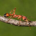 Myrmecia nigriscapa reina con cría — colonia fundadora de hormiga bulldog de Australia, hormigas vivas en venta