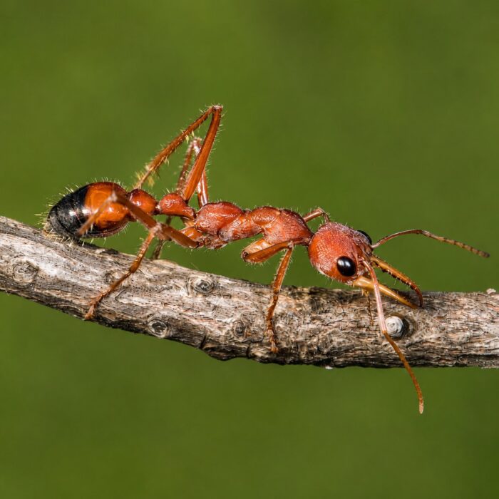 Myrmecia nigriscapa reina con cría — colonia fundadora de hormiga bulldog de Australia, hormigas vivas en venta
