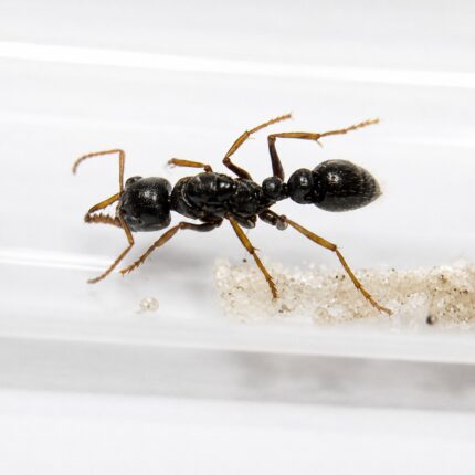 Myrmecia tarsata worker — long jagged mandibles and prominent compound eyes bulldog ant from Australia, live colony at ANTonTOP