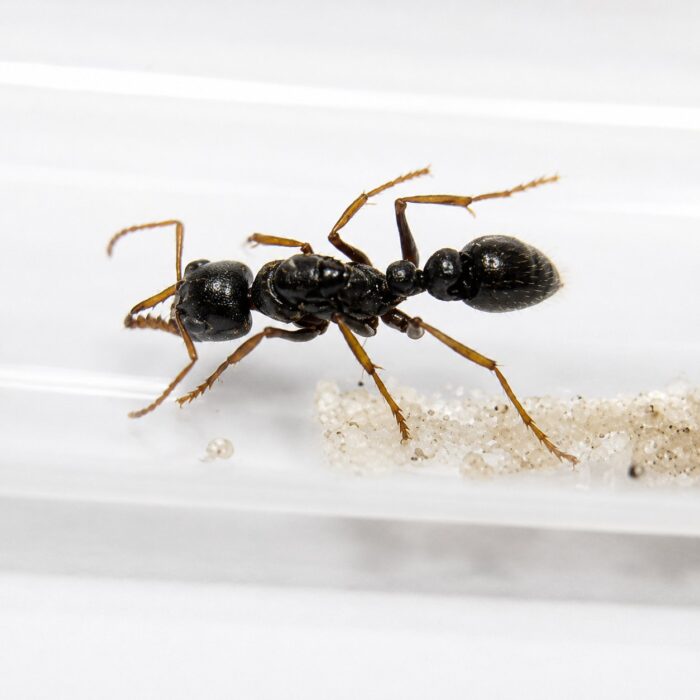 Myrmecia tarsata worker — long jagged mandibles and prominent compound eyes bulldog ant from Australia, live colony at ANTonTOP