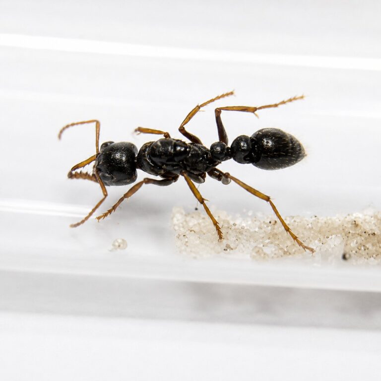 Myrmecia tarsata robotnica — długie ząbkowane żuchwy i wyraźne oczy złożone mrówka buldog z Australii, żywa kolonia w ANTonTOP