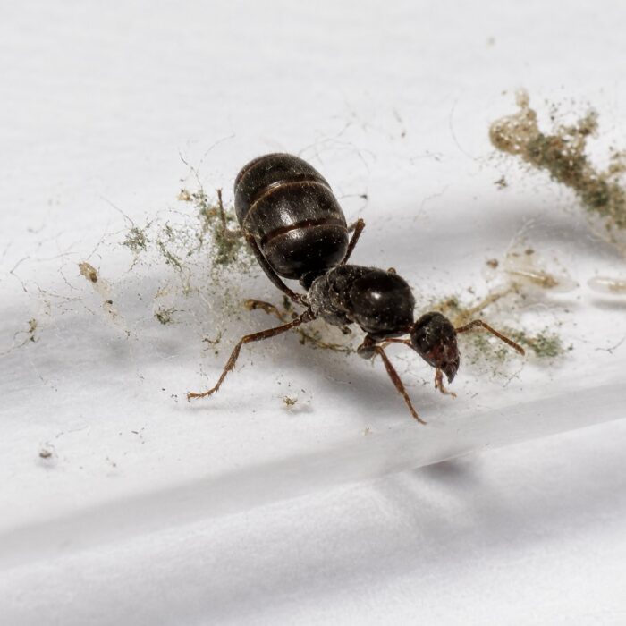 Myrmecocystus flaviceps major worker — workers with enlarged ambercoloured gasters honeypot ant from the North American deserts, live colony at ANTonTOP