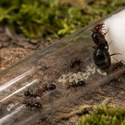 Myrmecocystus melliger duża robotnica — robotnice z powiększonymi gasterami w kolorze bursztynu mrówka miodowa z pustyń Ameryki Północnej, żywa kolonia w ANTonTOP