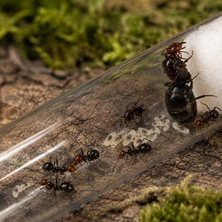 Myrmecocystus melliger major worker — workers with enlarged amber-coloured gasters honeypot ant from the North American deserts, live colony at ANTonTOP